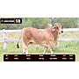 LOTE 18 - BRAHMAN