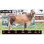 LOTE 19 - BRAHMAN