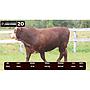 LOTE 20 - BRAFORD
