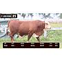 LOTE 21 - BRAFORD