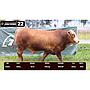 LOTE 22 - BRAFORD
