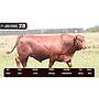 LOTE 28 - BRANGUS ROJO