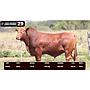 LOTE 29 - BRANGUS ROJO