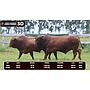 LOTE 30 - BRANGUS BARCINO