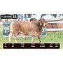 LOTE 35 - BRAHMAN ROJO