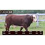 LOTE 40 - BRAFORD