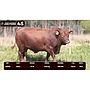 LOTE 45 - BRANGUS ROJO