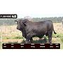 LOTE 48 - BRANGUS NEGRO