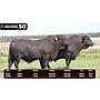 LOTE 50 - BRANGUS NEGRO