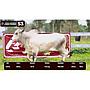 LOTE 53 - BRAHMAN BLANCO