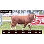 LOTE 55 - BRAFORD