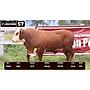 LOTE 57 - BRAFORD