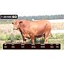 LOTE 60 - BRANGUS ROJO