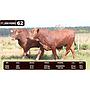 LOTE 62 - BRANGUS ROJO
