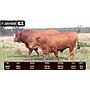 LOTE 63 - BRANGUS ROJO