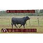 LOTE 39